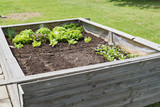 Fototapeta  - Raised-bed gardening with salad plants; vegetable organic food