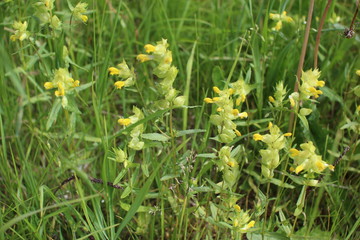 yellow flowers in the grass 2