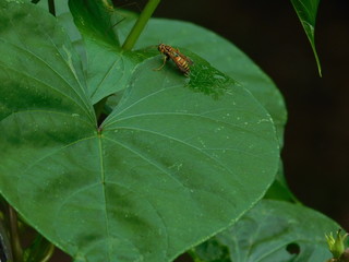 Wall Mural - Bee on a leaf