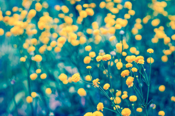 Wall Mural - small yellow flowers on a green background