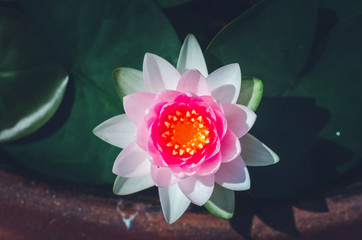 Wall Mural - beautiful pink lotus flower in pond. aquatic water lily fresh nature flower blooming background outdoors in garden top view.