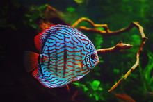 Discus Fish In Aquarium, Tropical Fish. Symphysodon Discus From Amazon River. Blue Diamond, Snakeskin, Red Turquoise