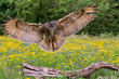 Eagle owl  (Bubo bubo)