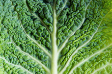 Green Leaves Of Fresh Kale, Salad. Cabbage Leaves. Vegetarian Food. Raw. Texture