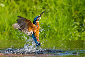 kingfisher (alcedo atthis)