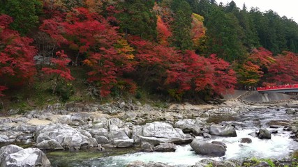 Wall Mural - Crowd of tourists enjoy on waterfall and red bridge with red maple colorful fall foliage autumn leaf festival at Korankei valley, Aichi prefecture, Chubu Region in Japan.