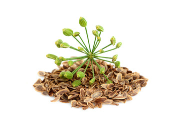 Wall Mural - Wild fennel flower with  seeds isolated on white.