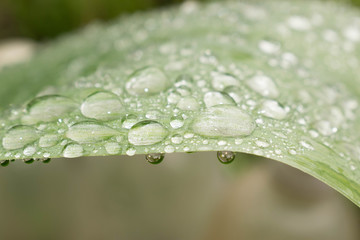  Dew drops on a green leaf after the rain are transparent to the design