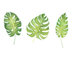 Wall Mural - hand drawn watercolor set of tropical plant monstera leaves isolated on white background