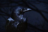 raven on black background