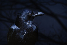 Raven On Black Background