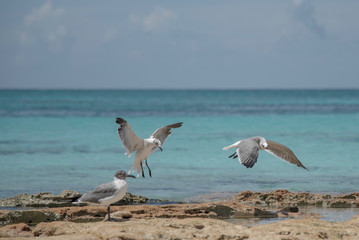 Wall Mural - SEAGULLS ON A BEACH