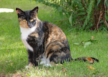 A Calico Cat Sits On The Grass On A Hot Summers Day