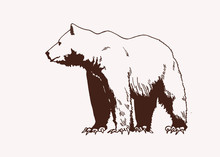 Graphical Vector Illustration Of Polar Bear  , Vintage Background