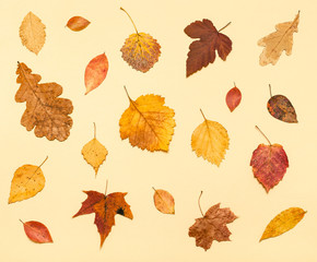 Canvas Print - various dried autumn fallen leaves on light yellow