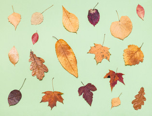 Canvas Print - various dried autumn fallen leaves on light green