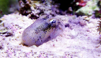 Wall Mural - European common cuttlefish - (Sepia officinalis)