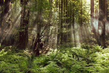 Wall Mural - Fog and light rays in the redwood forests of Northern California