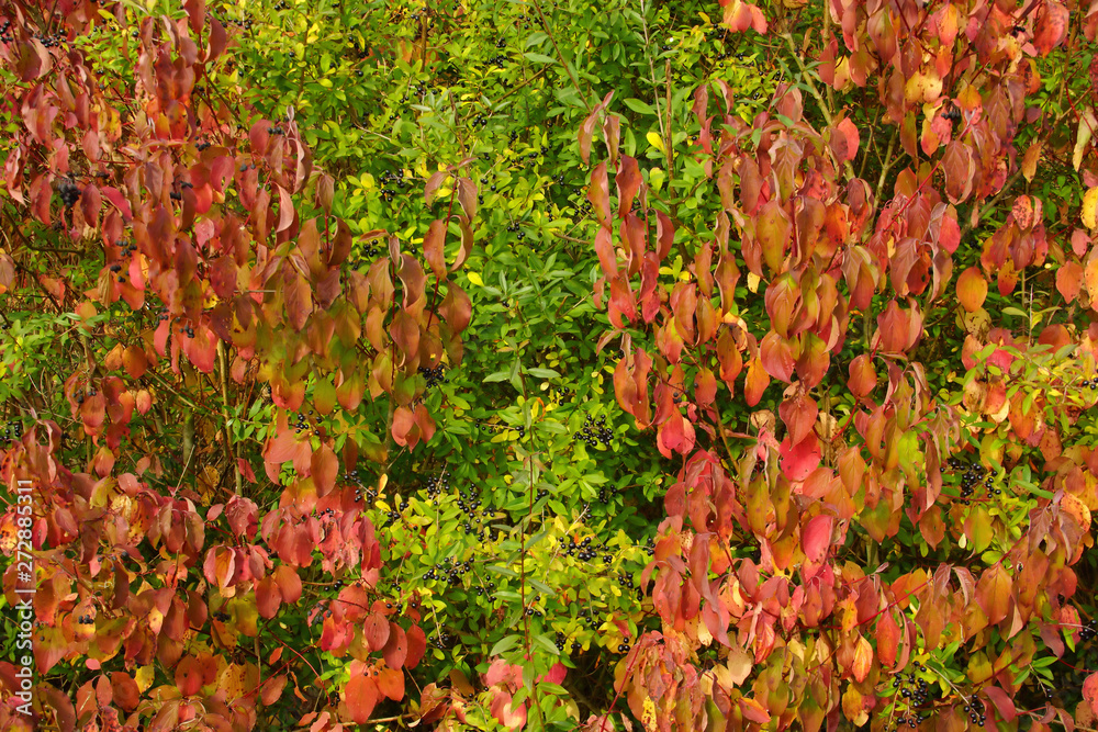 blackberry plant Thornless Blackberry