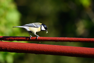 Sticker - Great tit with food in its beak on top of fence gate.