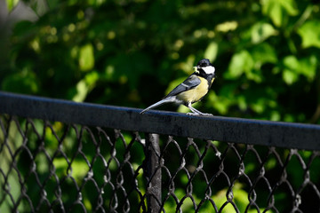 Poster - Great tit with food in its beak standing on a black fence.