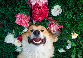 cute red-haired puppy of the corgi dog lies on a natural green meadow surrounded by lush grass and f