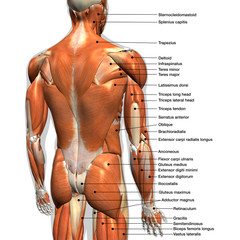 Labeled Anatomy Chart of Male Back Muscles on White Background.