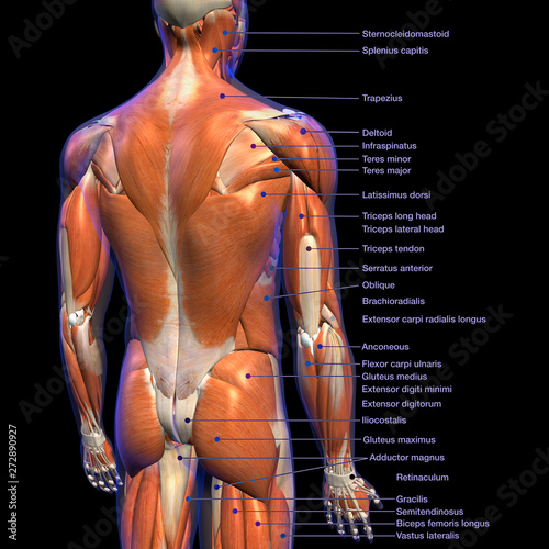 Back Muscles Anatomy Chart