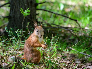 A little cute squirrel sits in the grass among the trees.