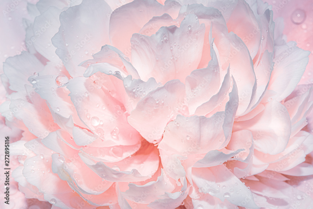 Abstract background with flowers. Light gentle pink background from peony petals. Peony flower in dew drops close up. Peony in drops of water, close-up. - obrazy, fototapety, plakaty 