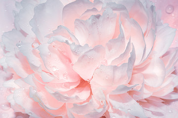 Plakat piękny kwiat piwonia natura miłość