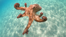 Underwater Photo Of Octopus Swimming In Turquoise Exotic Sandy Bay