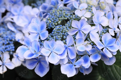ガクアジサイの白と青が混ざった装飾花 Stock Photo Adobe Stock ガクアジサイの白と青が混ざった装飾花 Stock Photo Adobe Stock