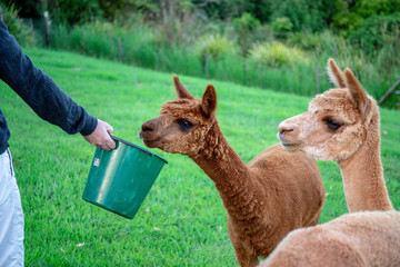 Feeding time