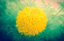 Marigold Flower Bloomimg  In The Garden
