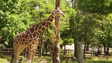 A Giraffe Eating Leaves In Brookfield Zoo