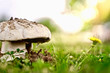 Mushrooms in the middle grass