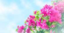 Tropical Bougainvillea Flowers Isolated On Blue Background With White Soft Vignette.