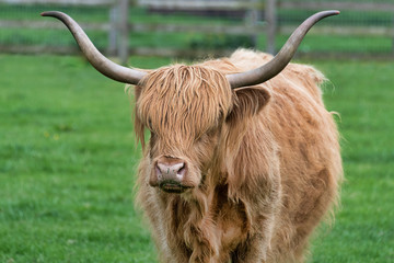 Poster - close up portrait of A single long horned highland cattle cow stands in the meadow staring at the camera 