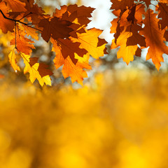Canvas Print - Autumn maple leaves on blurred background. Beautiful autumn park tree foliage frame. Copy space.