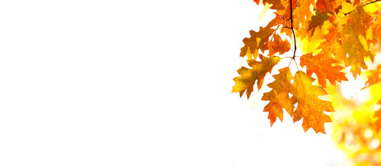 Canvas Print - Autumn background with oak leaves. Colorful foliage in the autumn park. white background, copy space.