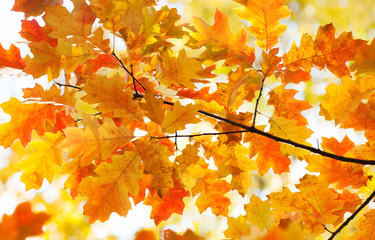 Canvas Print - Autumn foliage colorful yellow orange brown leaves, sunny day forest scene. Beautiful Red oak leaves background. Selective focus.