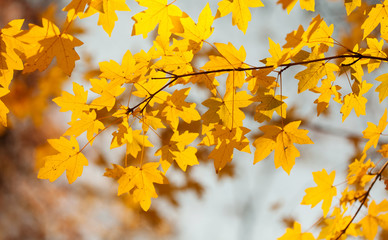 Wall Mural - yellow maple leaves background, autumn park sunny day. beautiful golden fall nature landscape. selec