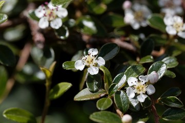 Wall Mural - Flower of a bearberry cotoneaster, Cotoneaster dammeri,.