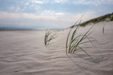 Fototapeta  - sand dunes with green grass and blue sky, shallow depth of field