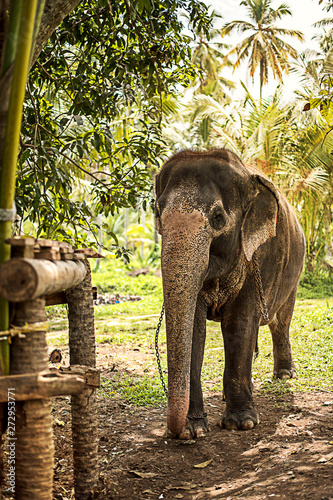 Fotografía Beautiful elephant in the jungle of Sri Lanka