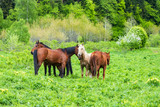 Fototapeta Konie - Wild horses grazing on rich green grass of mountain meadows