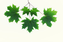 Branch With Five Green Maple Leaves On White Background.