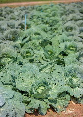 lettuce growing in the garden