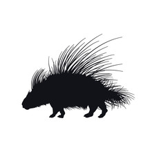 Black Silhouette Of African Porcupine On White Background. Isolated Hedgehog Icon. Wild Animals Of Africa. Savannah Nature